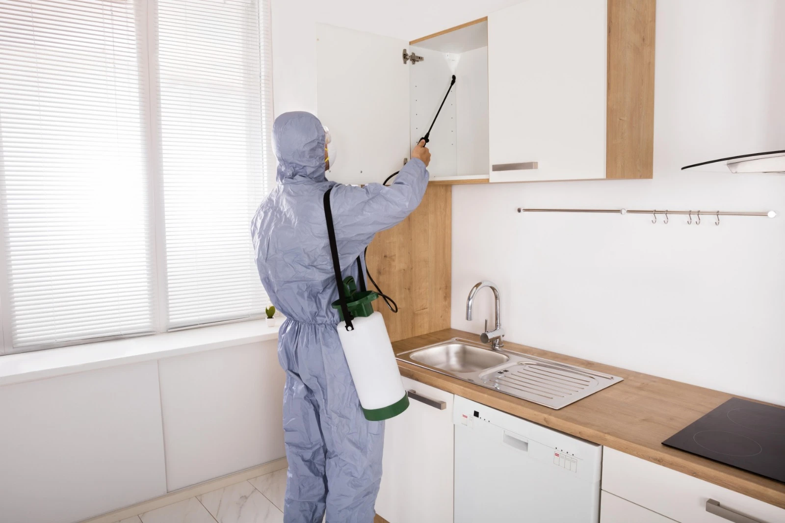 Common Household Pests and How Professional Pest Control Keeps Them Away