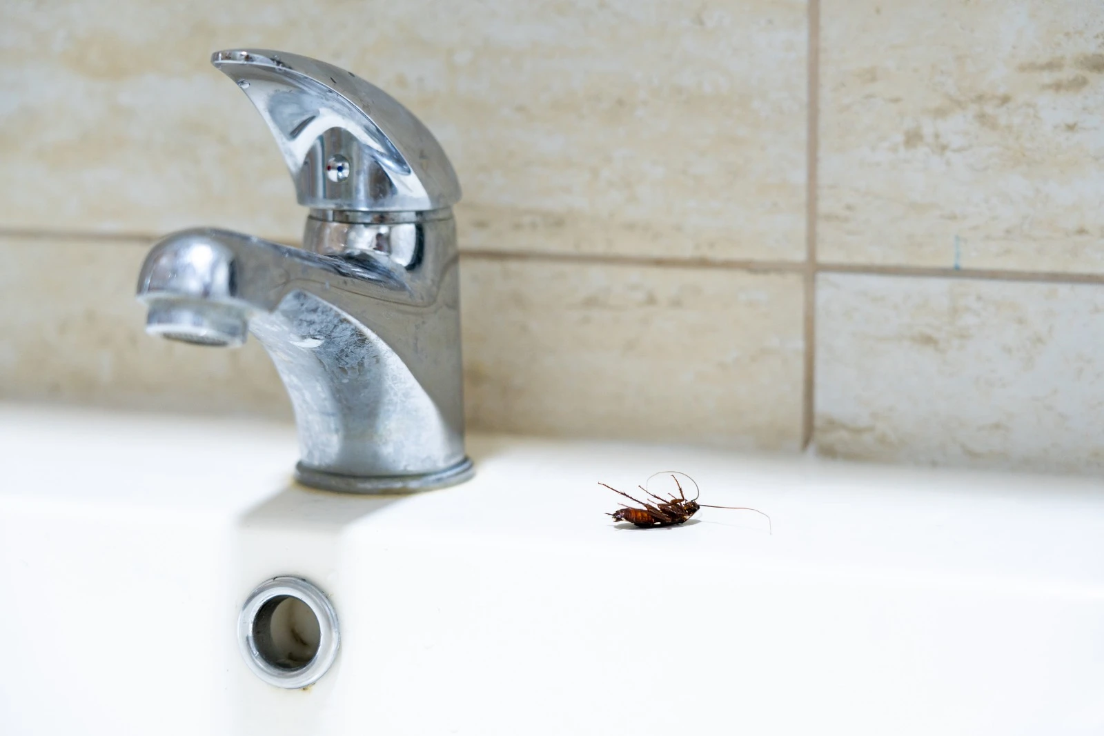 Before: Cockroach Control – Restaurant Kitchen